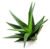 Aloe Vera Gel Pure Natural Organic, Moisturizer For Skin